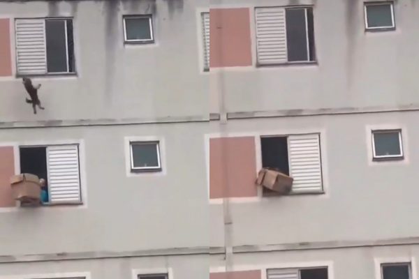 Συγκλονιστική διάσωση σκύλου με χαρτόκουτο στη Βραζιλία