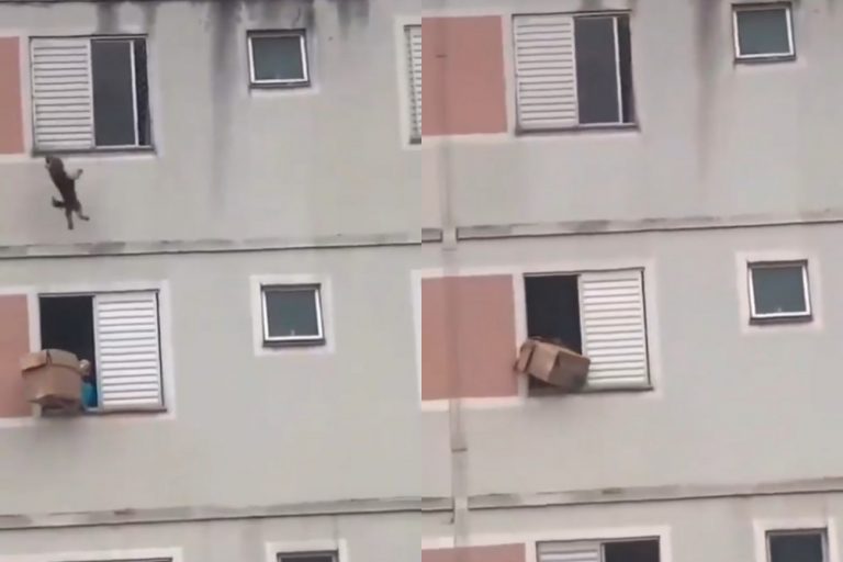 Συγκλονιστική διάσωση σκύλου με χαρτόκουτο στη Βραζιλία