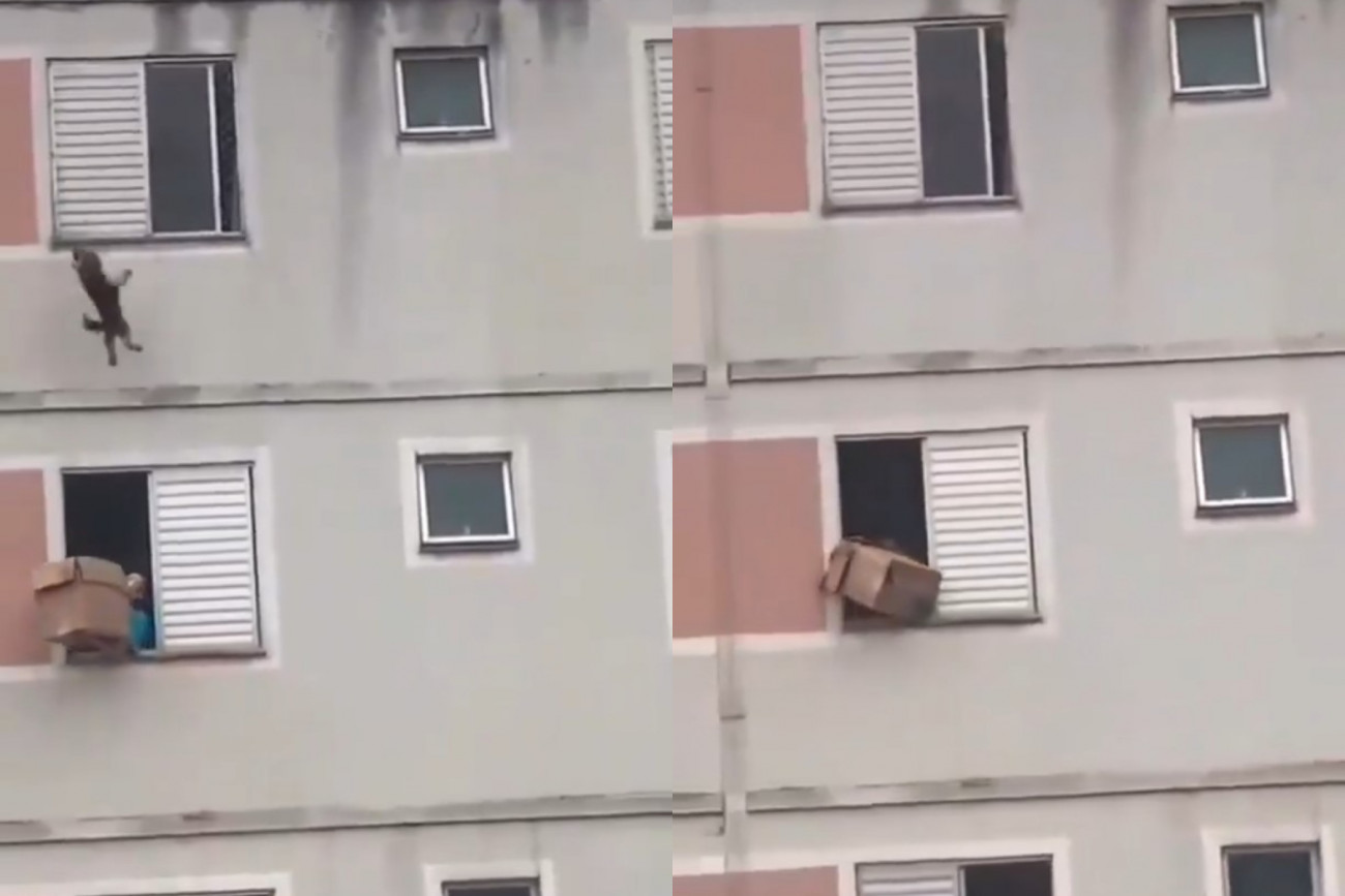 Συγκλονιστική διάσωση σκύλου με χαρτόκουτο στη Βραζιλία