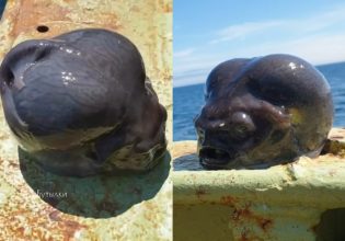 Ρωσία: Μυστηριώδες πλάσμα προκαλεί φρενίτιδα στο διαδίκτυο – «Ψαρέψατε στο Τσερνόμπιλ;»