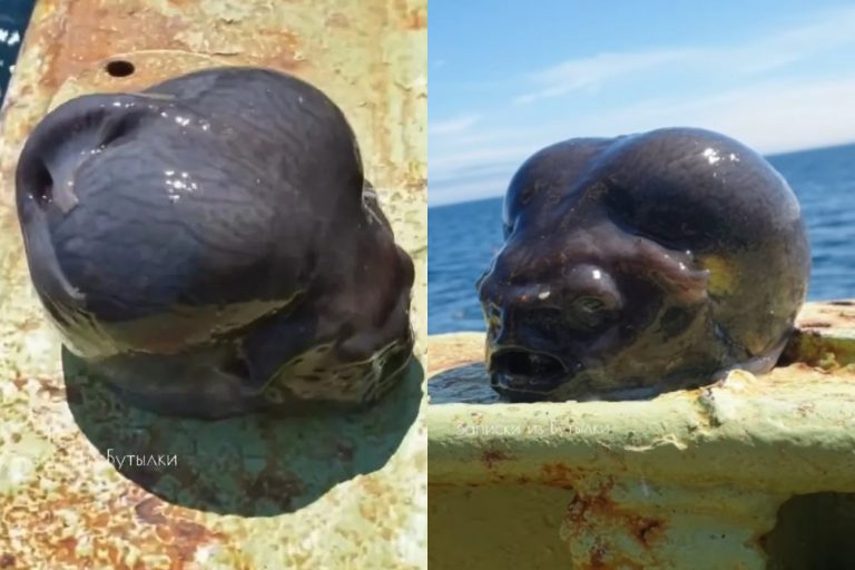 Ρωσία: Μυστηριώδες πλάσμα προκαλεί φρενίτιδα στο διαδίκτυο – «Ψαρέψατε στο Τσερνόμπιλ;»