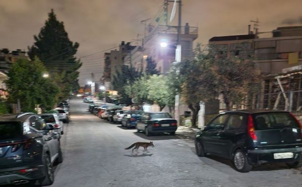 Viral: Δύο αλεπούδες βγήκαν για βόλτα στο Παγκράτι!