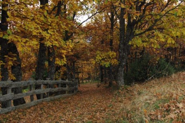 Ζωή από την αρχή: Ανοιχτή πρόσκληση για νέα ζευγάρια στη Λίμνη Πλαστήρα