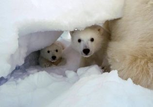 Μοναδικό βίντεο παρακολουθεί νεογέννητα πολικά αρκουδάκια μέσα και έξω από τη φωλιά