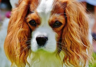 Ο σκύλος σας δεν… πατά φρένο όταν είναι να διασχίσετε ένα δρόμο; – Μαθήματα οδικής κυκλοφορίας