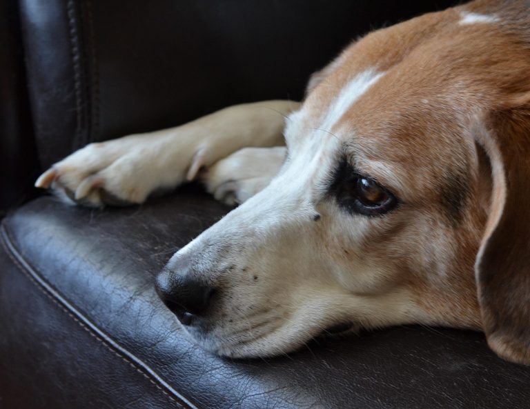 Πώς γίνεται η ολική αρθροπλαστική ισχίου στον σκύλο – Τα οφέλη της