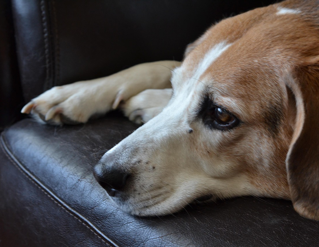 Πώς γίνεται η ολική αρθροπλαστική ισχίου στον σκύλο – Τα οφέλη της