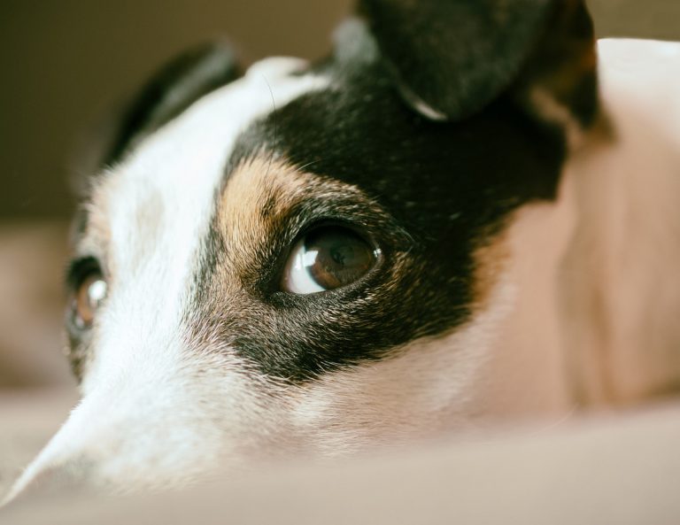 Σας αγχώνει ο σκύλος σας; – Πώς θα βρείτε την ψυχική σας ηρεμία