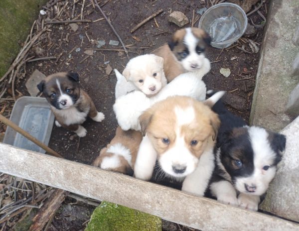 Είναι δυνατόν να αφήσουμε 10 κουταβάκια «ορφανά»;