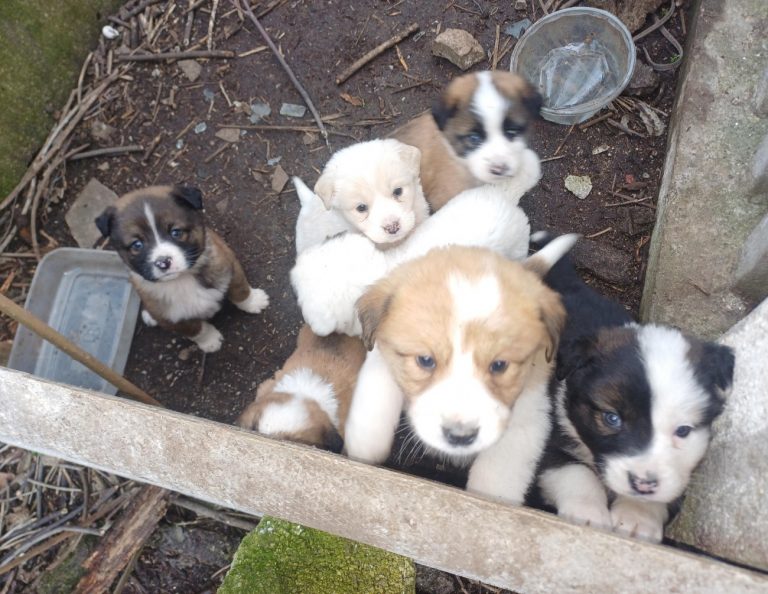 Είναι δυνατόν να αφήσουμε 10 κουταβάκια «ορφανά»;