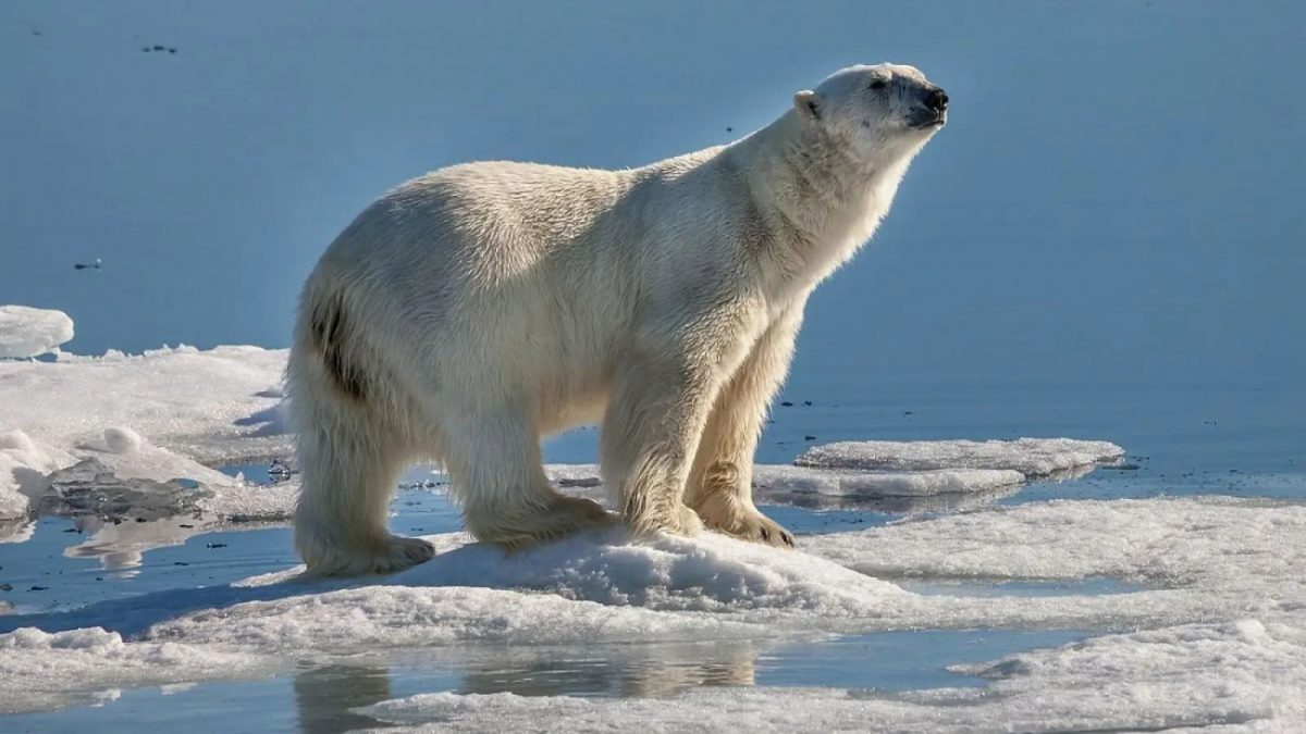 Γιατί η γούνα της πολικής αρκούδας πρέπει πάντα να μένει άλουστη