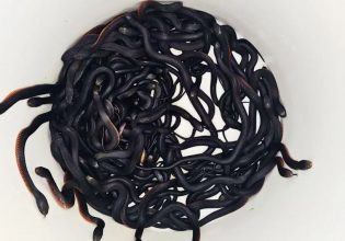 Σίδνεϊ: Πάνω από 100 δηλητηριώδη φίδια βρέθηκαν σε αυλή