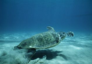 Καρέτα – καρέτα: «Χορεύουν» όταν η «υπερδύναμη» τους τις οδηγεί στην τροφή