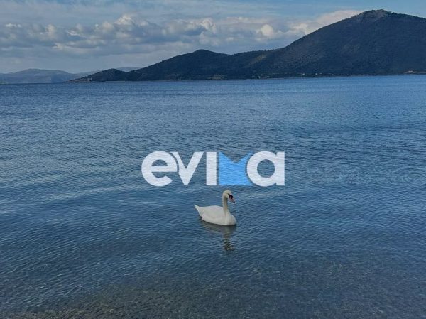 Εύβοια: Ένας κατάλευκος κύκνος έκανε την εμφάνισή του σε παραλία (βίντεο)