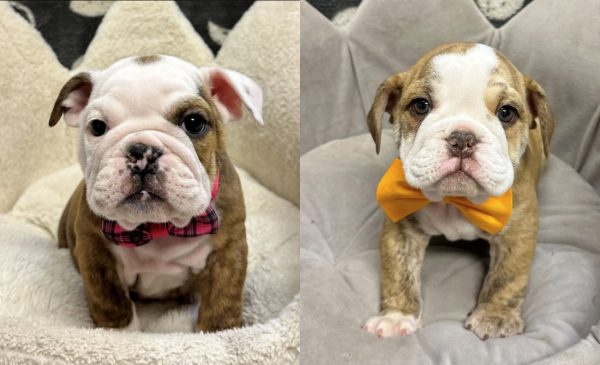 ΗΠΑ: Ληστής προσποιήθηκε επιληπτική κρίση και ο συνεργός του έκλεψε δύο κουτάβια