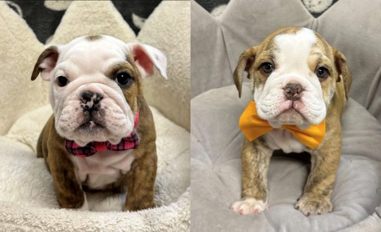 ΗΠΑ: Ληστής προσποιήθηκε επιληπτική κρίση και ο συνεργός του έκλεψε δύο κουτάβια