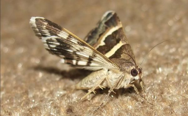 Ζευγάρι πήρε πίσω 32 εκατ. λίρες για αγορά κατοικίας γιατί τους επιτέθηκαν… σκώροι