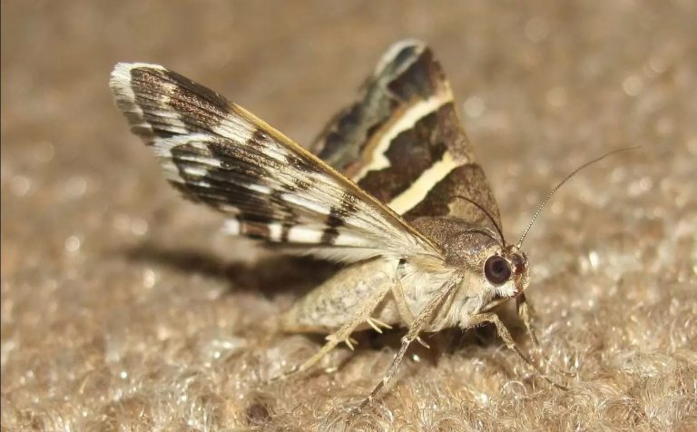 Ζευγάρι πήρε πίσω 32 εκατ. λίρες για αγορά κατοικίας γιατί τους επιτέθηκαν… σκώροι