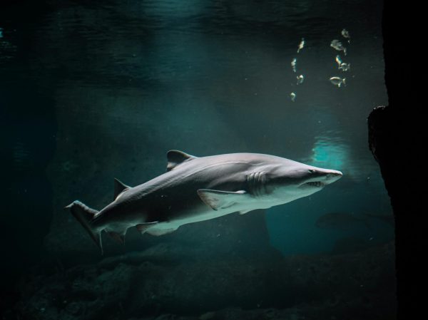 Καραϊβική: Καρχαρίας έκοψε τα χέρια τουρίστριας που πήγε να τον φωτογραφίσει