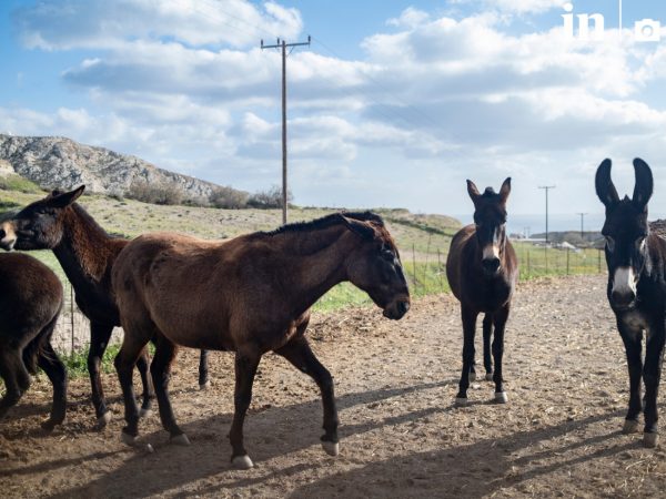 Σαντορίνη: Εκκλήσεις φιλοζωικών σωματείων για τα ζώα και τα αδέσποτα του νησιού