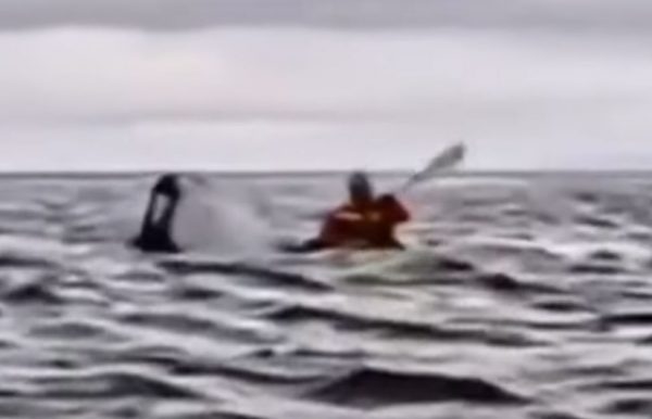 «Δεν είχα καν τον χρόνο να φοβηθώ» – Τι λέει ο 24χρονος που βρέθηκε στο στόμα της φάλαινας