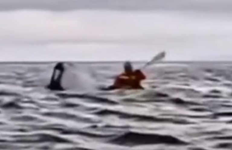 «Δεν είχα καν τον χρόνο να φοβηθώ» – Τι λέει ο 24χρονος που βρέθηκε στο στόμα της φάλαινας