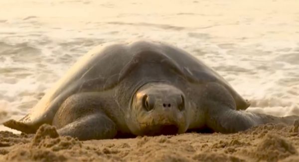 Ινδία: 700.000 χελώνες βγήκαν σε παραλία για να γεννήσουν – Εντυπωσιακές εικόνες