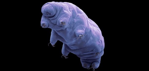 Βραδύπορα: Αφού ο άνθρωπος καταστρέψει τον πλανήτη, ποιος θα είναι ο τελευταίος επιζών;