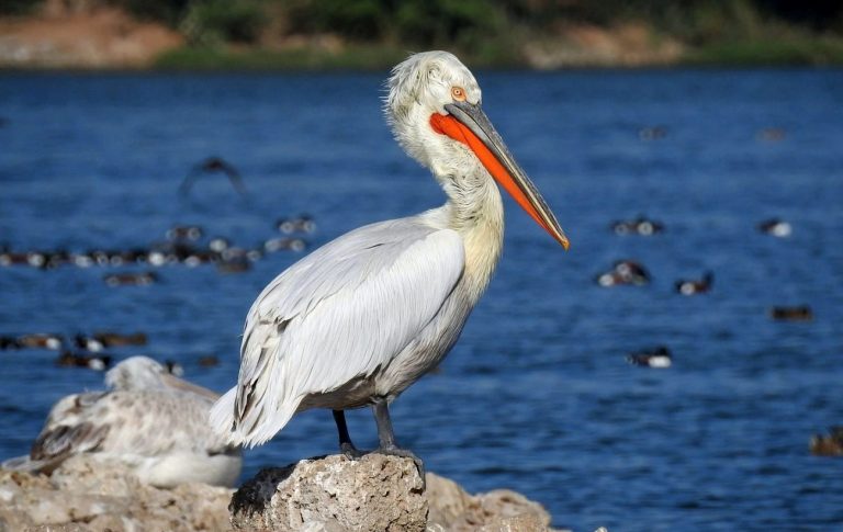 Κρούσματα γρίπης των πτηνών στις λίμνες της Ελλάδας – Κίνδυνος επανάληψης της καταστροφής του 2022