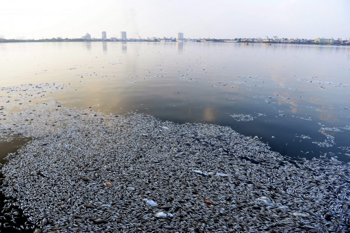 Ποια ζώα απειλούνται περισσότερο από την κλιματική αλλαγή και την ανθρώπινη δραστηριότητα;