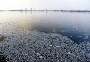 Ποια ζώα απειλούνται περισσότερο από την κλιματική αλλαγή και την ανθρώπινη δραστηριότητα;
