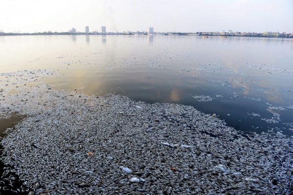 Ποια ζώα απειλούνται περισσότερο από την κλιματική αλλαγή και την ανθρώπινη δραστηριότητα;