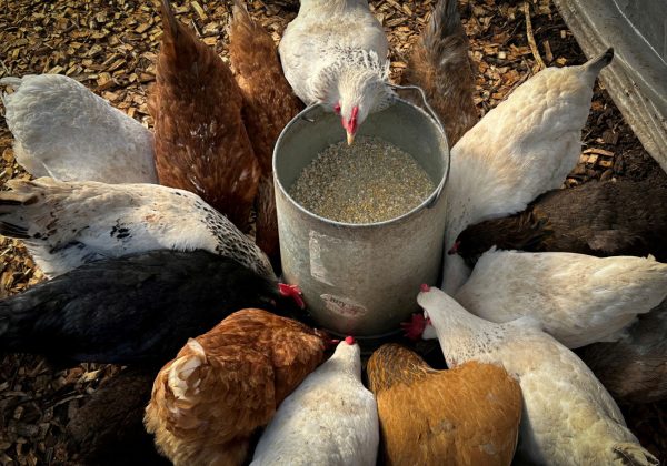 Ευρώπη: Γιατί πόλεις μοιράζουν δωρεάν κότες; – Ένα πρόγραμμα με σημαντικό αντίκτυπο