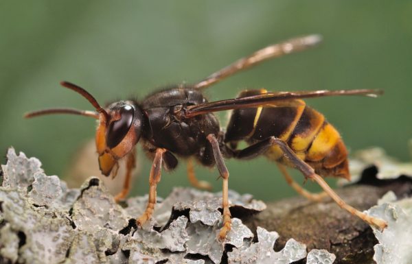 Επιθετική ασιατική σφήκα αποδεκατίζει τα έντομα της Ευρώπης