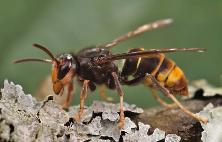 Επιθετική ασιατική σφήκα αποδεκατίζει τα έντομα της Ευρώπης