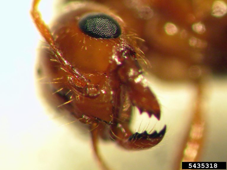 Πως τα αμερικανικά κόκκινα μυρμήγκια έστειλαν 23 Αυστραλούς στο νοσοκομείο