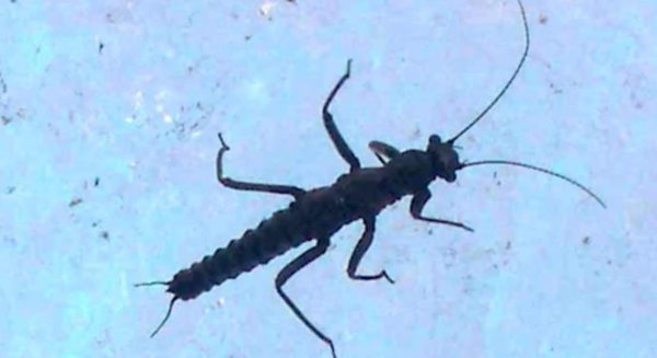 Ο «δράκος του πάγου», το έντομο που κινδυνεύει από την κλιματική αλλαγή