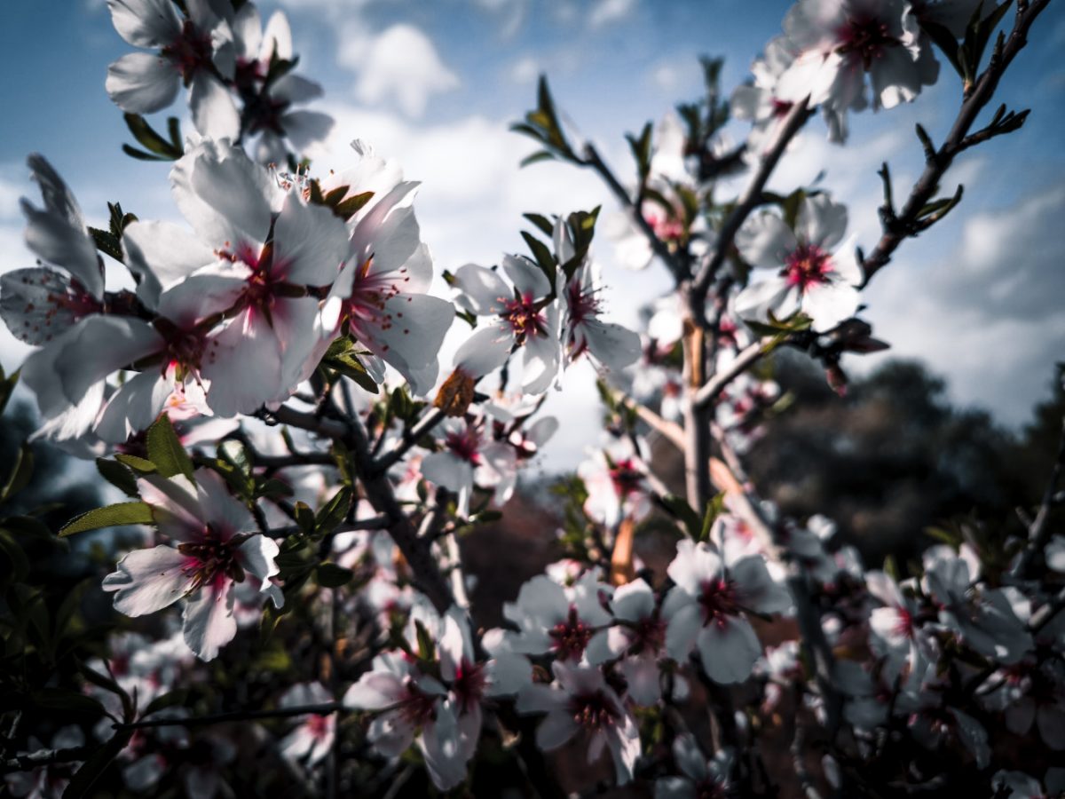 Αττική: Οι δήμοι τιμούν την Ημέρα της Γυναίκας – Όλες οι εκδηλώσεις