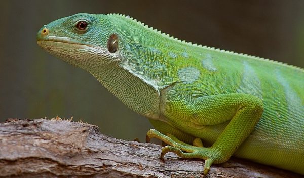 Πώς διέσχισε το ιγκουάνα τον Ειρηνικό; Πιθανότατα με σχεδία