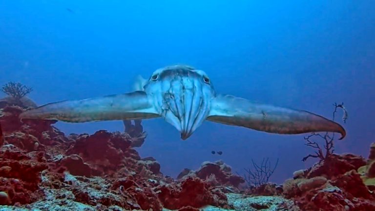 Δεν είναι UFO, είναι σουπιά που ετοιμάζεται για επίθεση