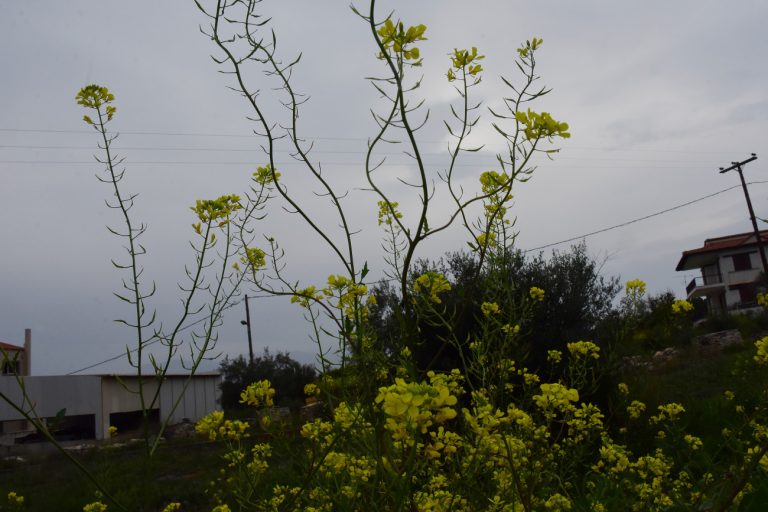 Καιρός: Αφρικανική σκόνη, ισχυροί νοτιάδες και βροχές – Πού θα έχει καταιγίδες