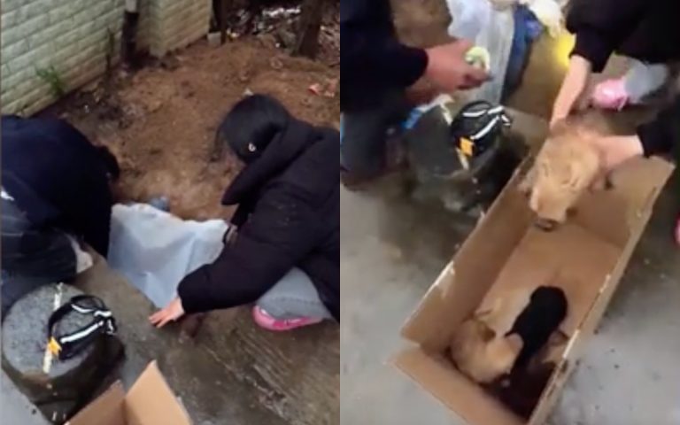 Οκτάχρονος ήρωας σώζει κουτάβια που είχαν εγκλωβιστεί