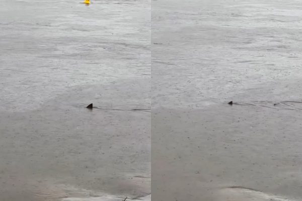 Αυστραλία: Καρχαρίες εντοπίστηκαν στα πλημμυρισμένα κανάλια μετά το πέρασμα του κυκλώνα Άλφρεντ