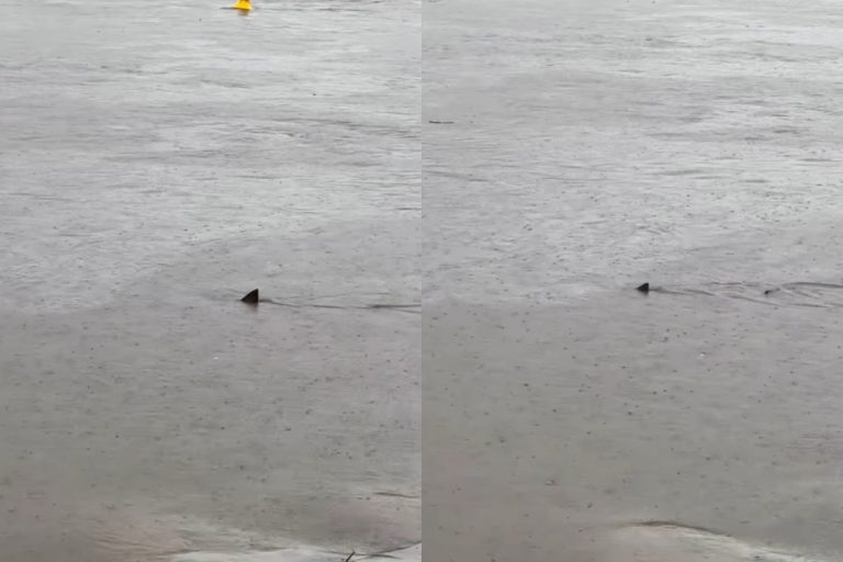 Αυστραλία: Καρχαρίες εντοπίστηκαν στα πλημμυρισμένα κανάλια μετά το πέρασμα του κυκλώνα Άλφρεντ