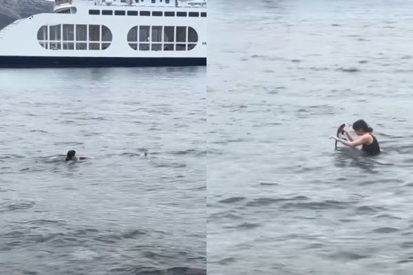 Γυναίκα βούτηξε στη θάλασσα για να σώσει γατάκι στην Εύβοια [Βίντεο]