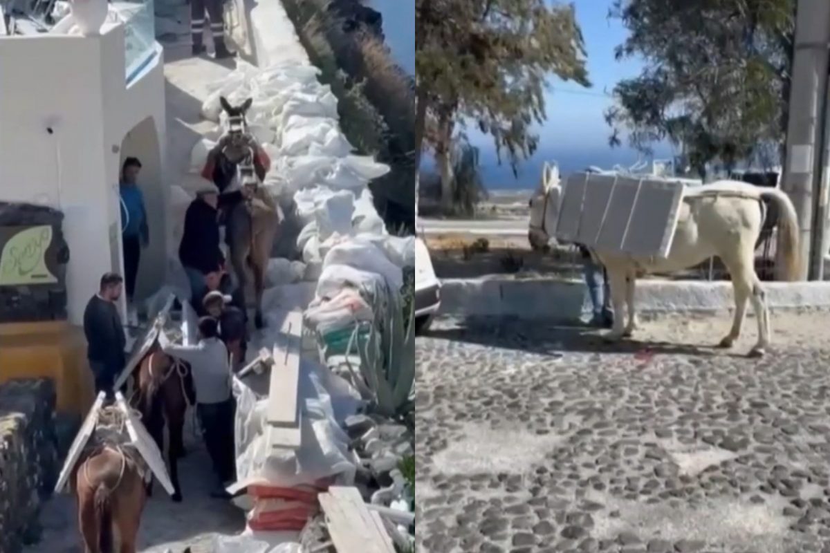 Σαντορίνη: Σοκ από τις εικόνες με τα γαϊδουράκια που μεταφέρουν μαρμάρινες πλάκες