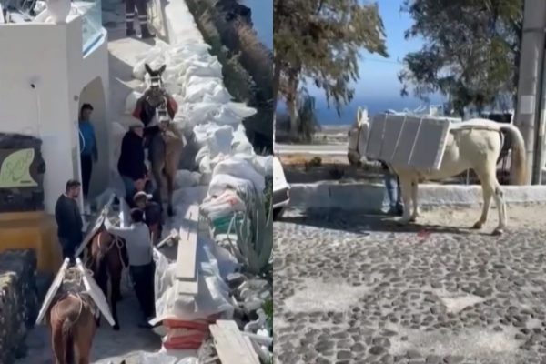 Σαντορίνη: Σοκ από τις εικόνες με τα γαϊδουράκια που μεταφέρουν μαρμάρινες πλάκες