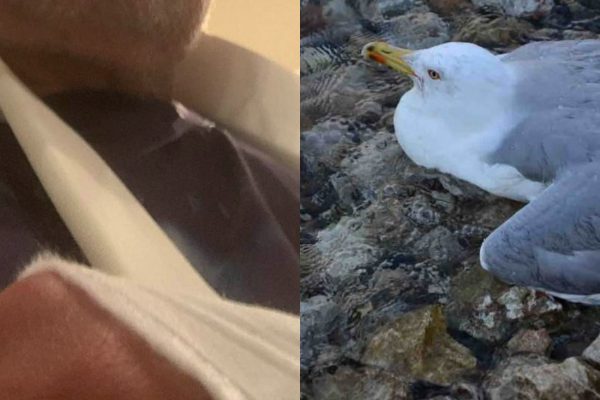 «Έκανα το καλό κι έπεσα εγώ στον γιαλό» – Με κατάγματα ο Τσελέντης στην προσπάθεια να σώσει γλάρο