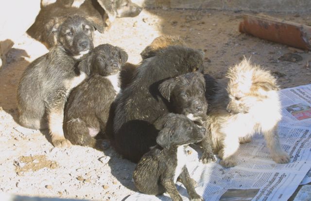 Πανελλήνια συνάντηση για τα αδέσποτα ζώα συντροφιάς με την Αυτοδιοίκηση σε ρόλο οδηγού