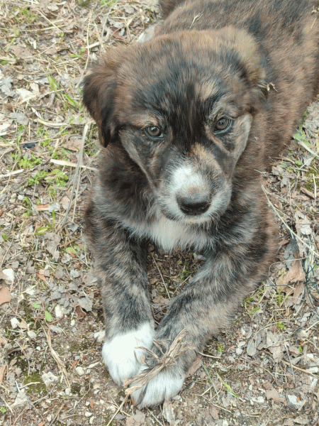 Η Τιγρίτσα, το κουταβάκι που πέταξαν στο δρόμο, καρτερά τον άνθρωπο της – Τη φιλοξενεί σχολείο